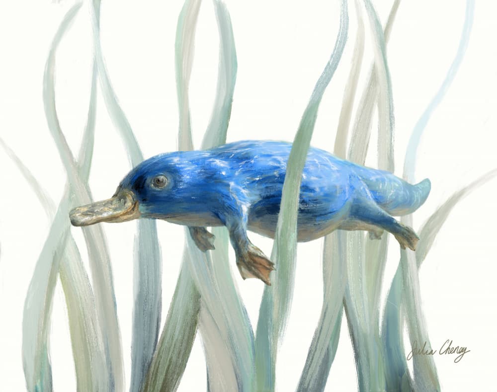 Platypus by Julia Cheney — canvas wall art