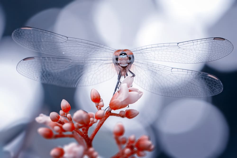 Serene Dragonfly Perch by Fauzan Maududdin — canvas wall art