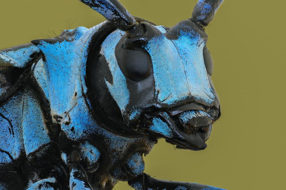 Vibrant Blue Insect by Edy Pamungkas — canvas wall art