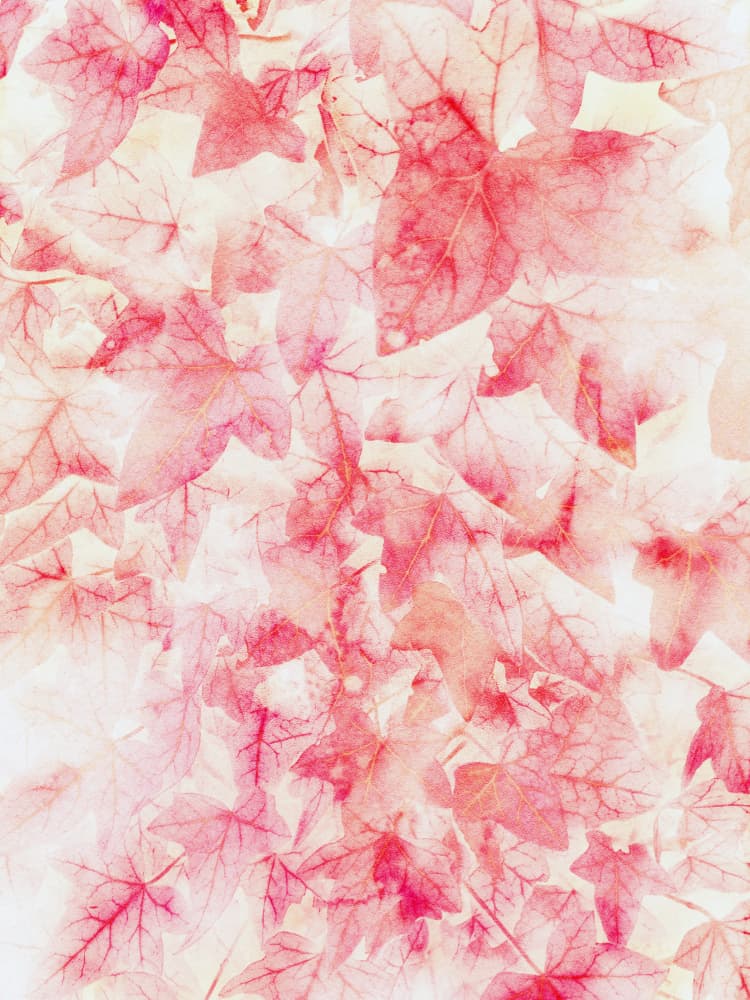 Pink Autumn Leaves by Angelo Cerantola — canvas wall art