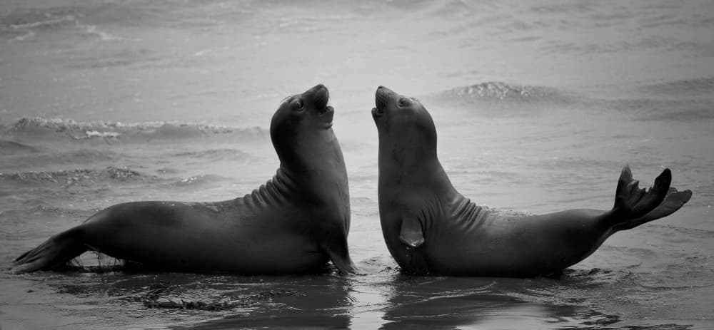 Elephant Seals Calling by C.S. Tjandra — canvas wall art