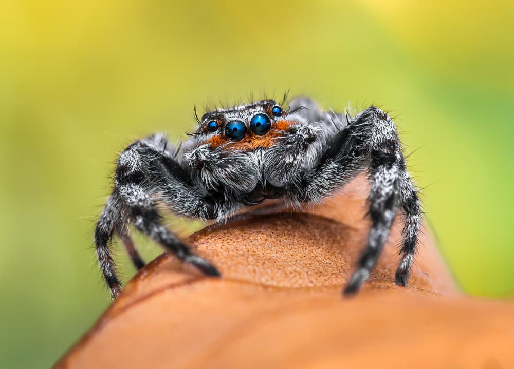 Blue Eyed Jumping Spider by Atul Saluja — canvas wall art
