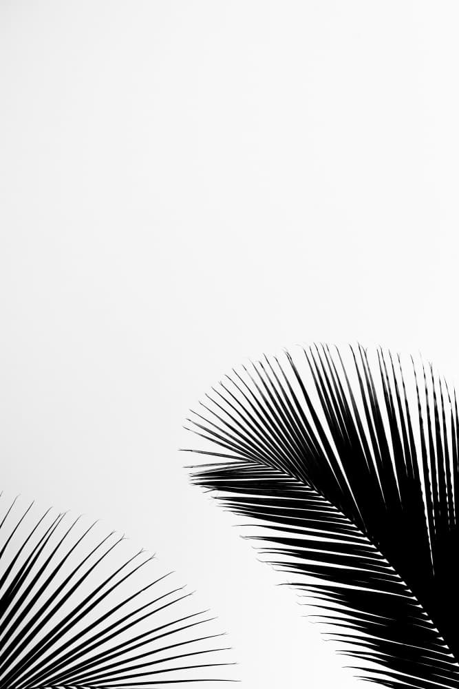Tropical Palm Silhouettes by Photolovers — canvas wall art