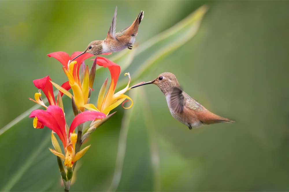 Delicate Hummingbirds Feeding by DonnaHom APA — canvas wall art