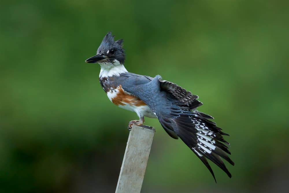 Belted Kingfisher Perched by Johnny Chen — canvas wall art