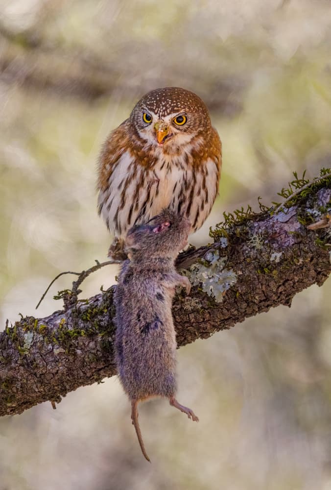 Pygmy Owl Hunting by DonnaHom APA — canvas wall art
