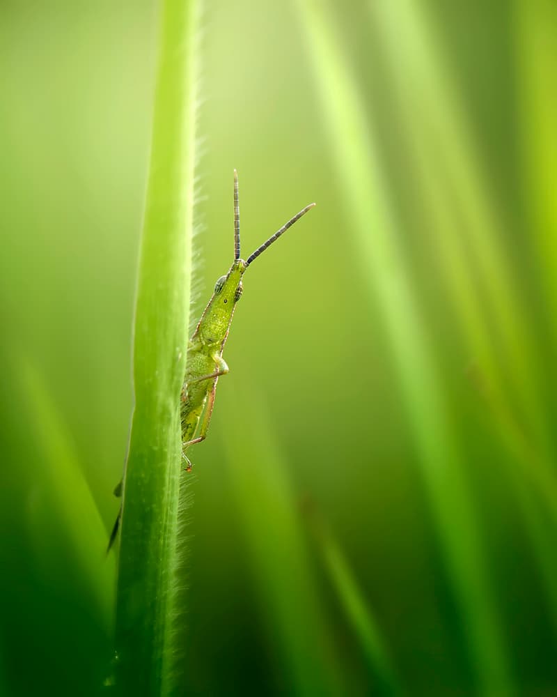 Green Grasshopper on Grass by Fauzan Maududdin — canvas wall art