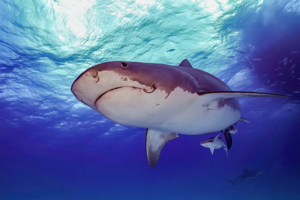 Underwater Tiger Shark by Serge Melesan — canvas wall art