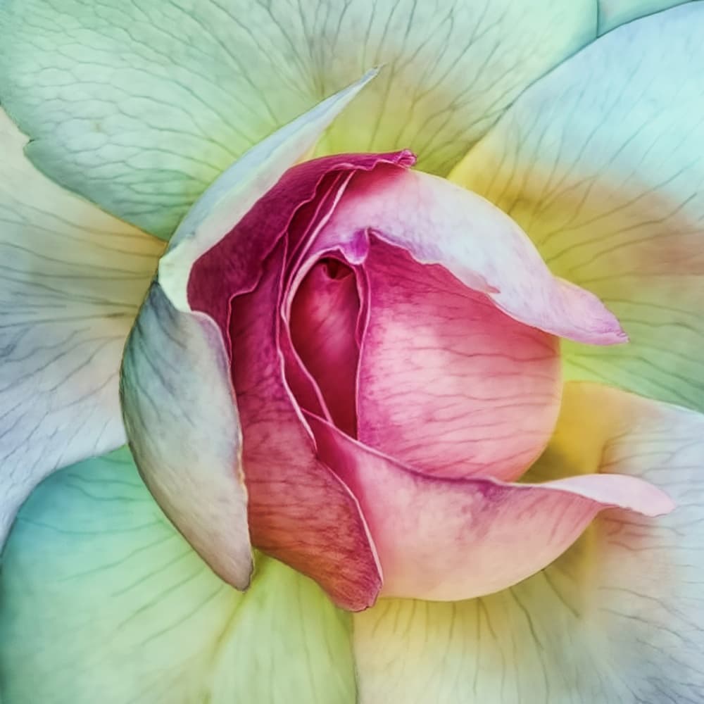 Soft Pink Bloom by Piet Flour — canvas wall art