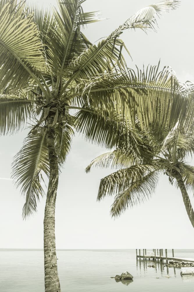 Calm Ocean Palm Pier by Melanie Viola — canvas wall art