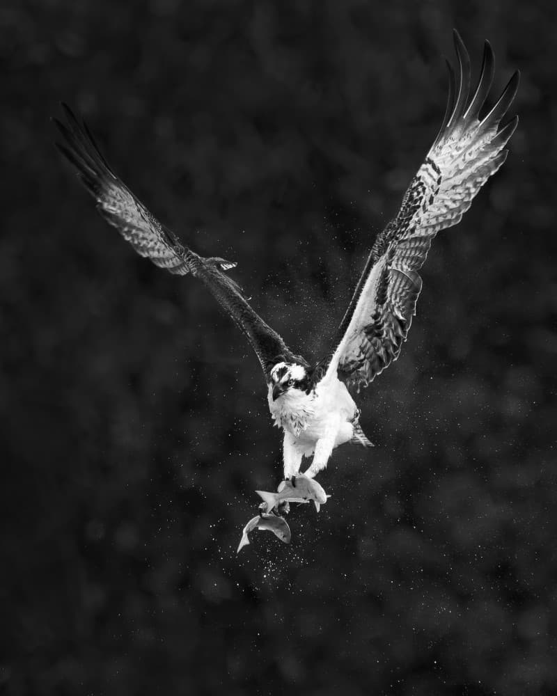 Osprey Catches Fish by John Fan — canvas wall art