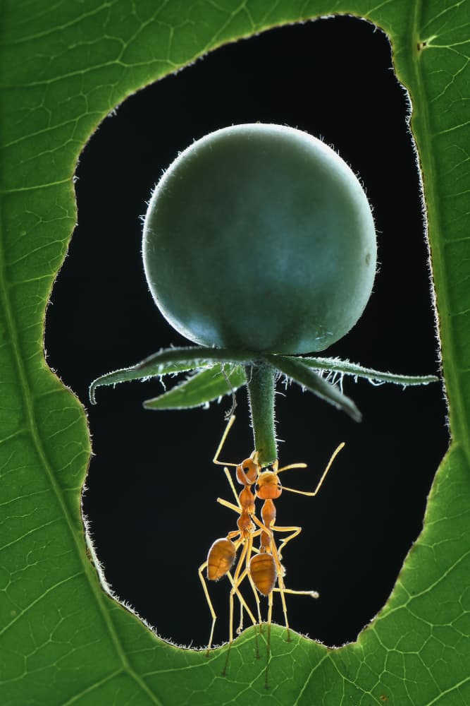 Determined Ant Team by Ajar Setiadi — canvas wall art