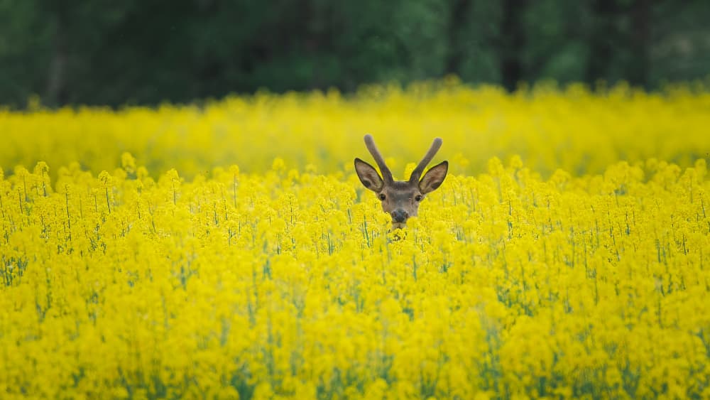 Deer in Yellow Field by Damian Stopczynski — canvas wall art