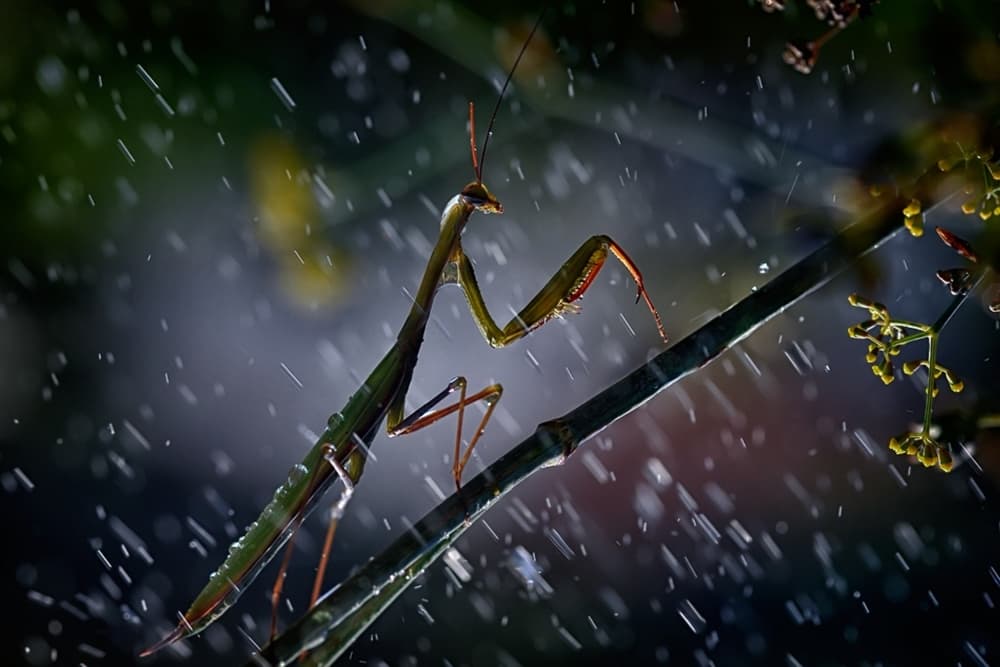 Mantis in the Rain by Antonio Grambone — canvas wall art