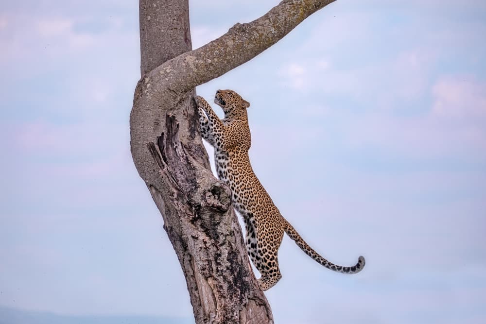 Leopard Climbing Tree by Alessandro Catta — canvas wall art
