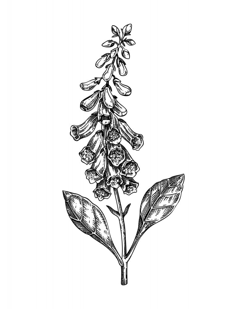 Botanical Foxglove Drawing by Yevheniia Lytvynovych — canvas wall art