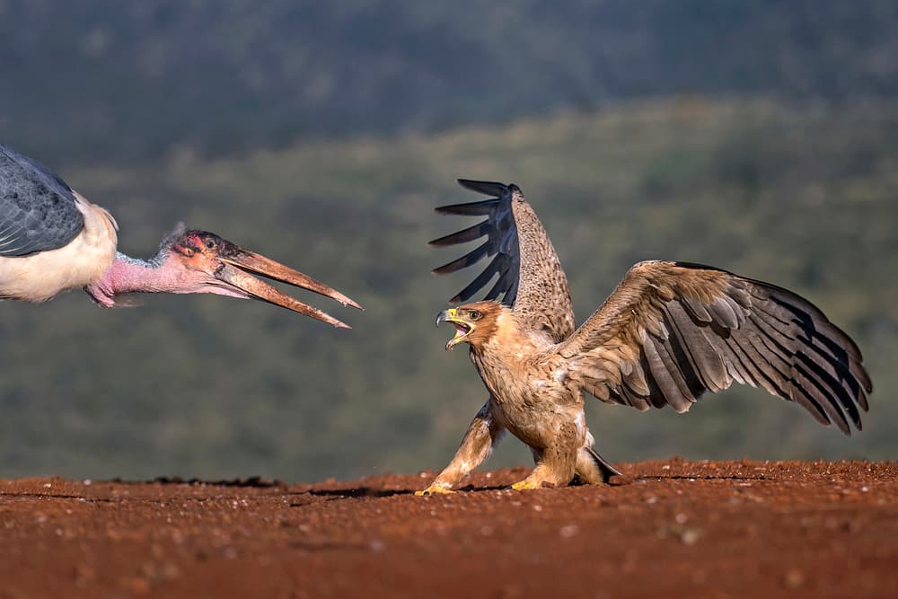 Marabou Stork Eagle Fight by Xavier Ortega — canvas wall art