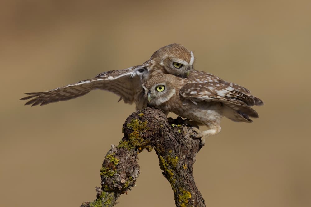 Playful Little Owls by David Manusevich — canvas wall art