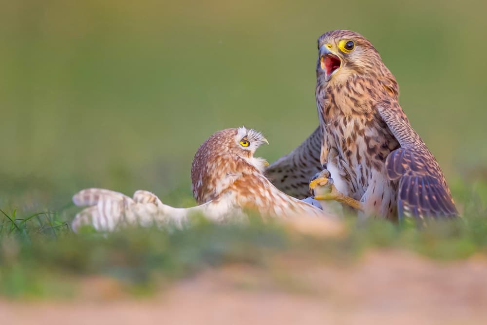 Screaming Birds Of Prey by David Manusevich — canvas wall art
