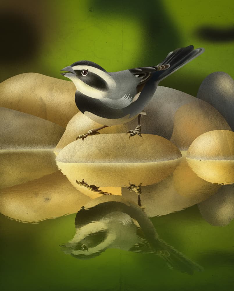 Serene Sparrow Reflection by Franco Caballero — canvas wall art