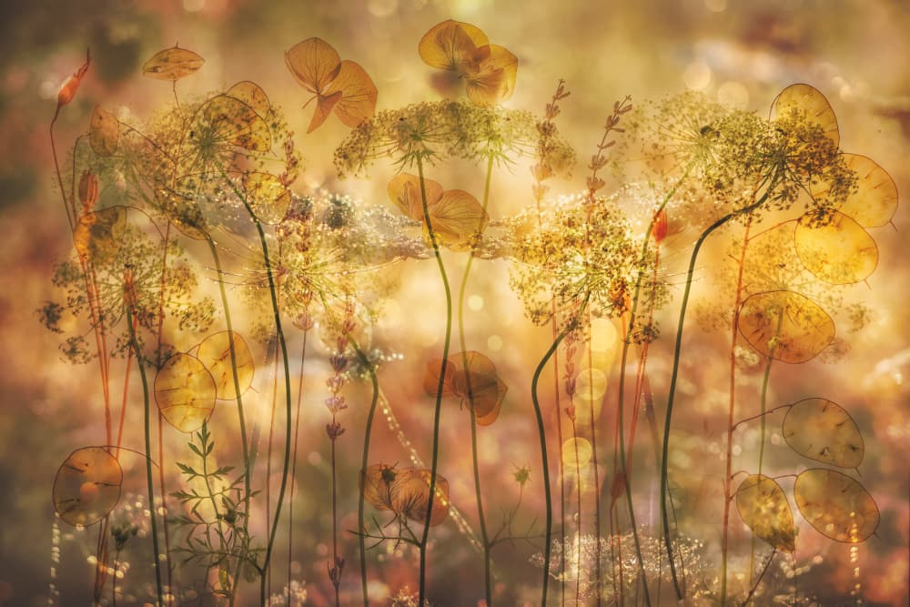 Golden Autumn Botanicals by Hilda van der Lee — canvas wall art