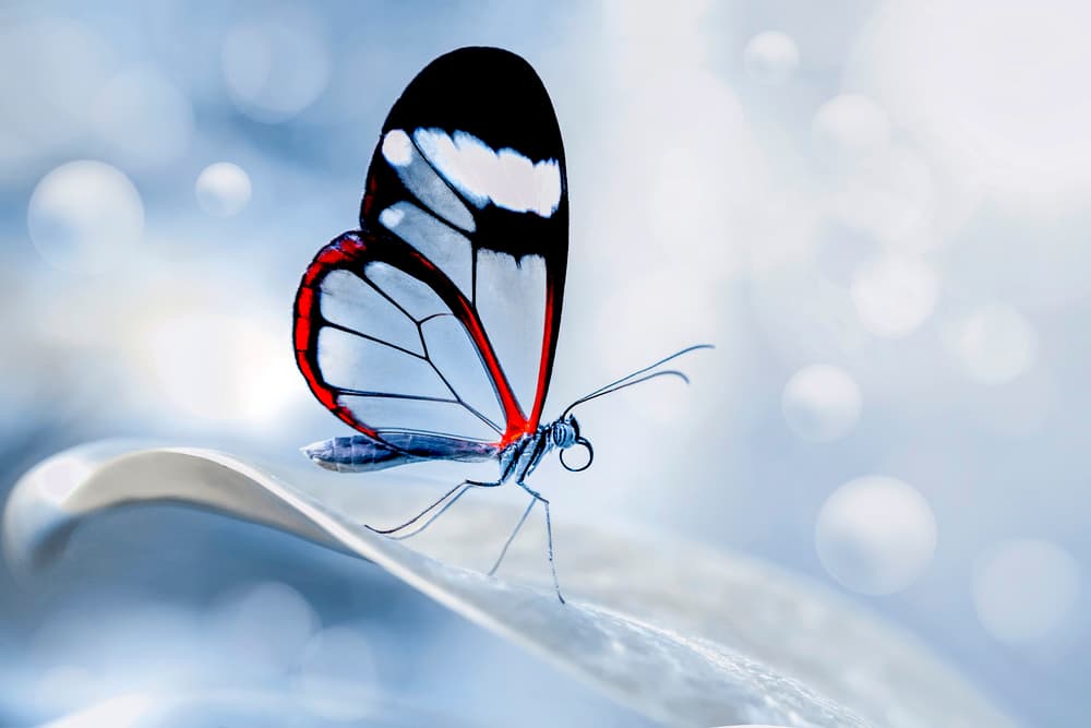 Glasswing Butterfly Serenity by Mustafa öztürk — canvas wall art