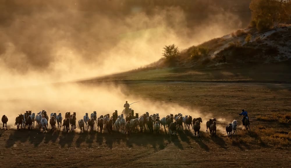 Horses Gallop Golden Light by Jennifer Lu — canvas wall art