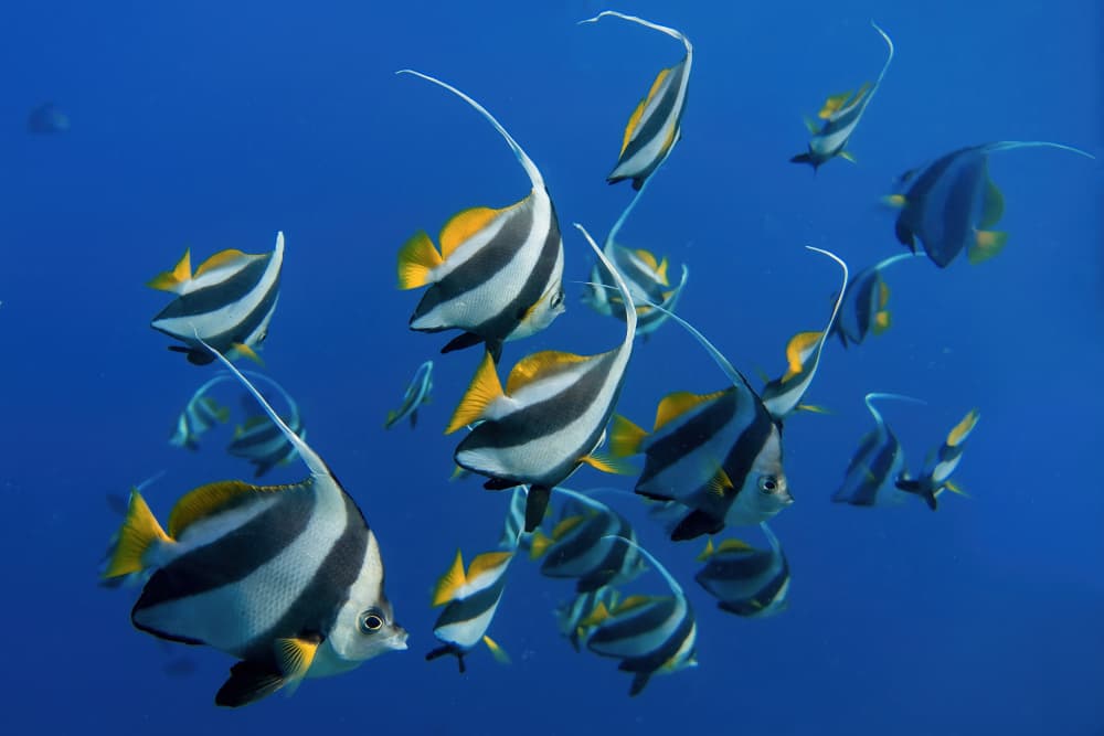 Blue Ocean Bannerfish by Alessandro Catta — canvas wall art