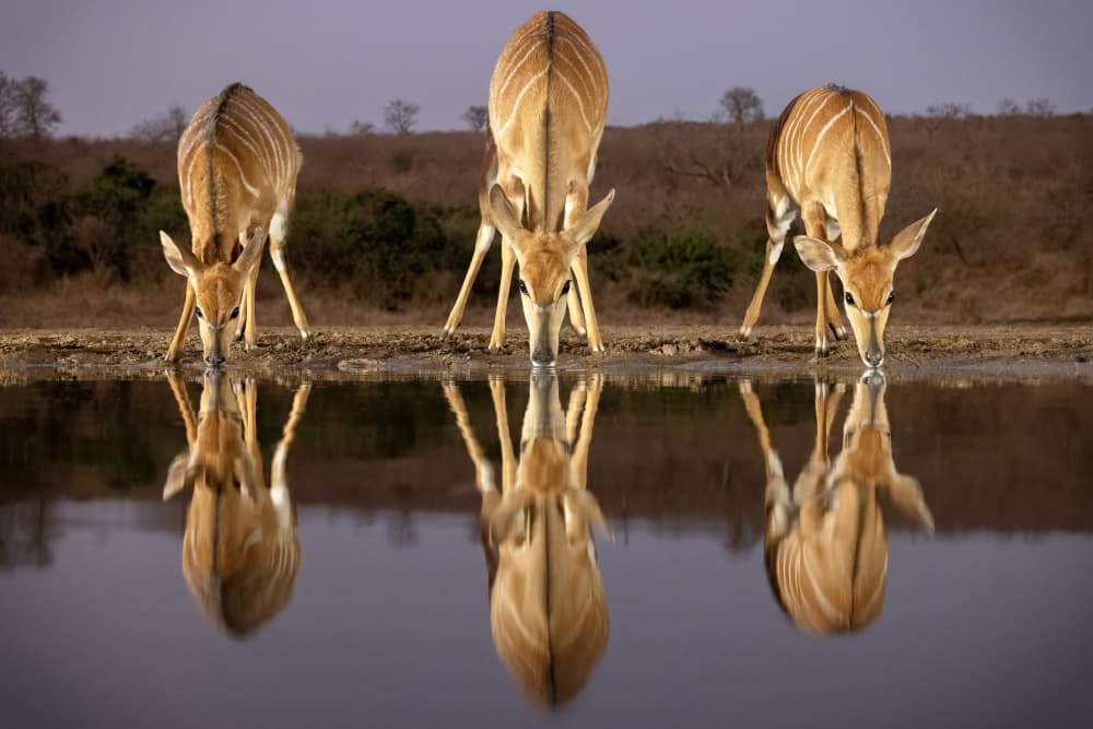 African Nyala Water Reflections by Renee Doyle — canvas wall art