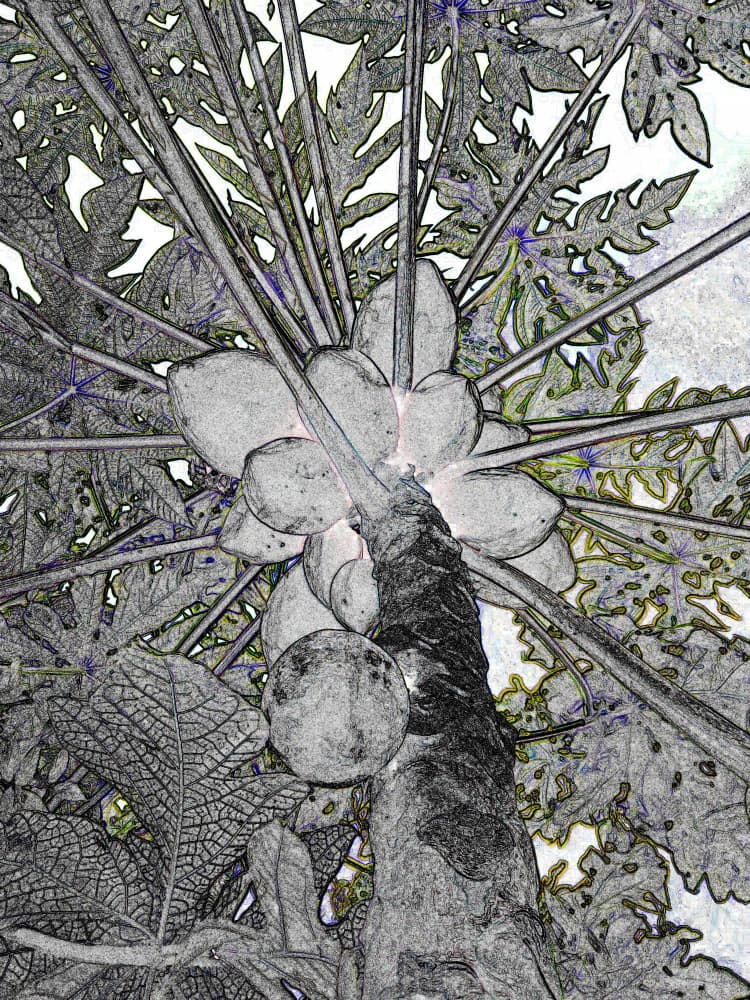 Stylized Papaya Tree by Santhosh ch — canvas wall art