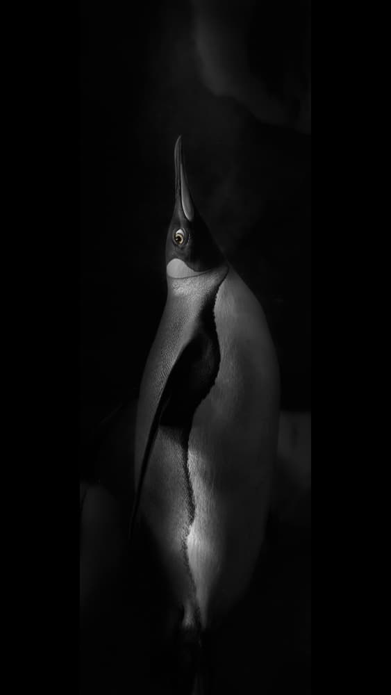 Graceful Dark Penguin by Kaisyakuji Yushi — canvas wall art
