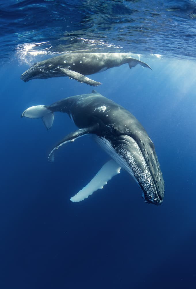 Humpback Whales Deep Blue by Cédric Péneau — canvas wall art