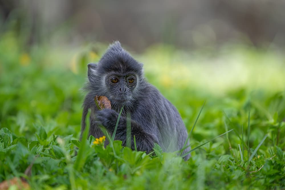 Curious Silver Monkey by Siyu_Wei APA — canvas wall art