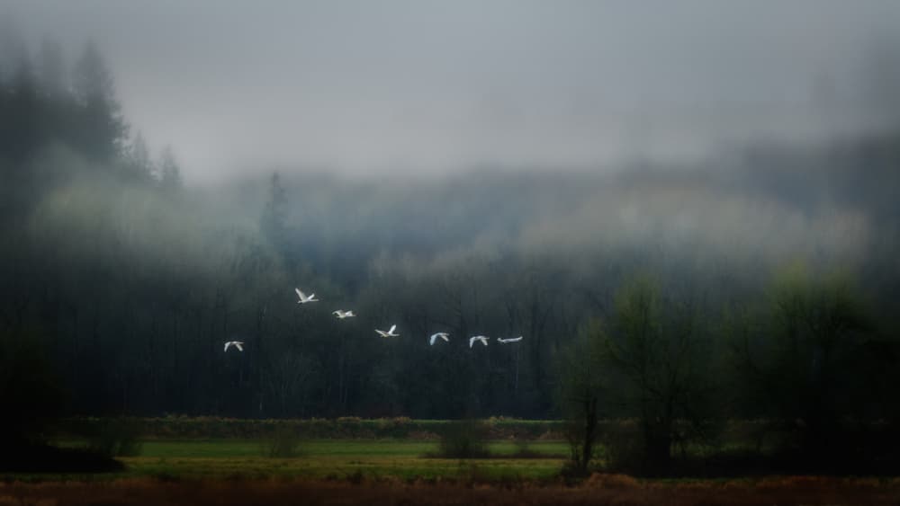 Swans In Misty Forest by Jacob (Jian) Xu — canvas wall art