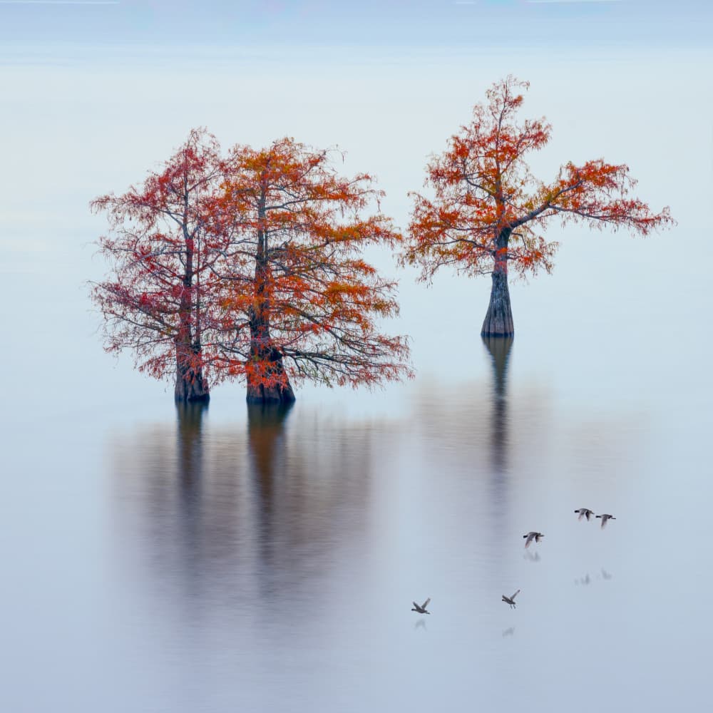 Autumn Cypress Reflections by Chuan Chen APA — canvas wall art