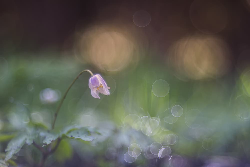 Delicate Spring Bloom by Katarina Holmström — canvas wall art