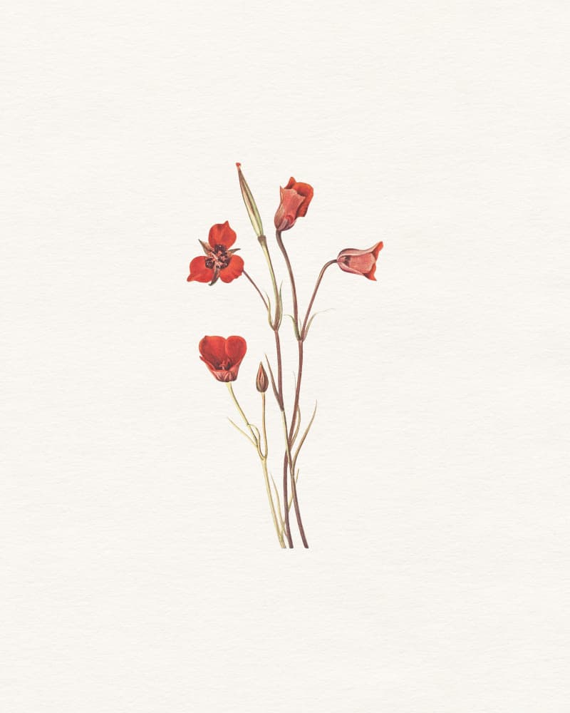 Delicate Red Blooms by Wild Violets — canvas wall art
