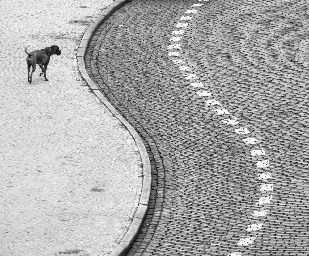 Dog Walks Curved Street by Anna Niemiec — canvas wall art