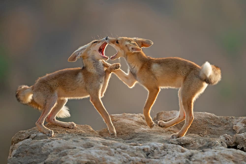 Playful Fennec Foxes by Shlomo Waldmann — canvas wall art