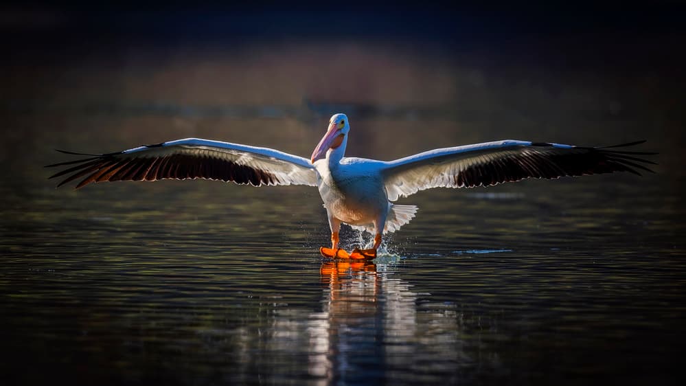 Pelican's Golden Landing by David H Yang — canvas wall art