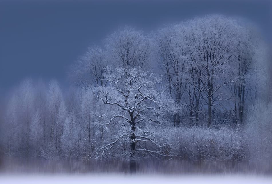 Frozen Trees In Blue by Allan Wallberg — canvas wall art