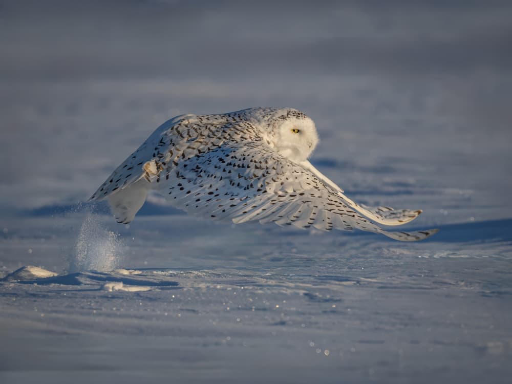 Snowy Owl Taking Flight by Taksing (吉星高照) — canvas wall art