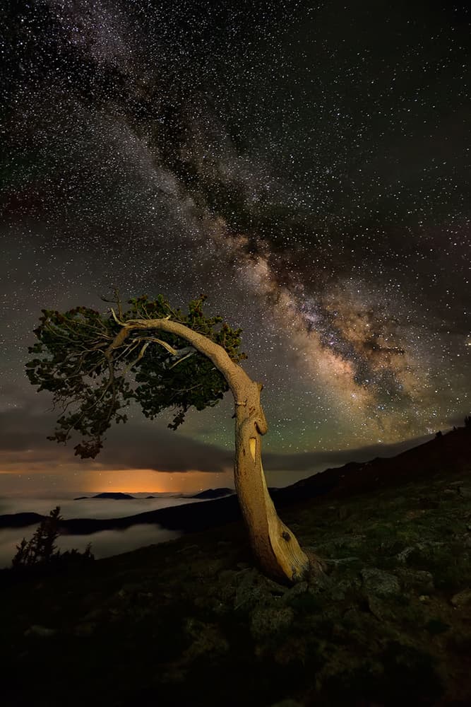 Milky Way Tree by Mei Xu — canvas wall art