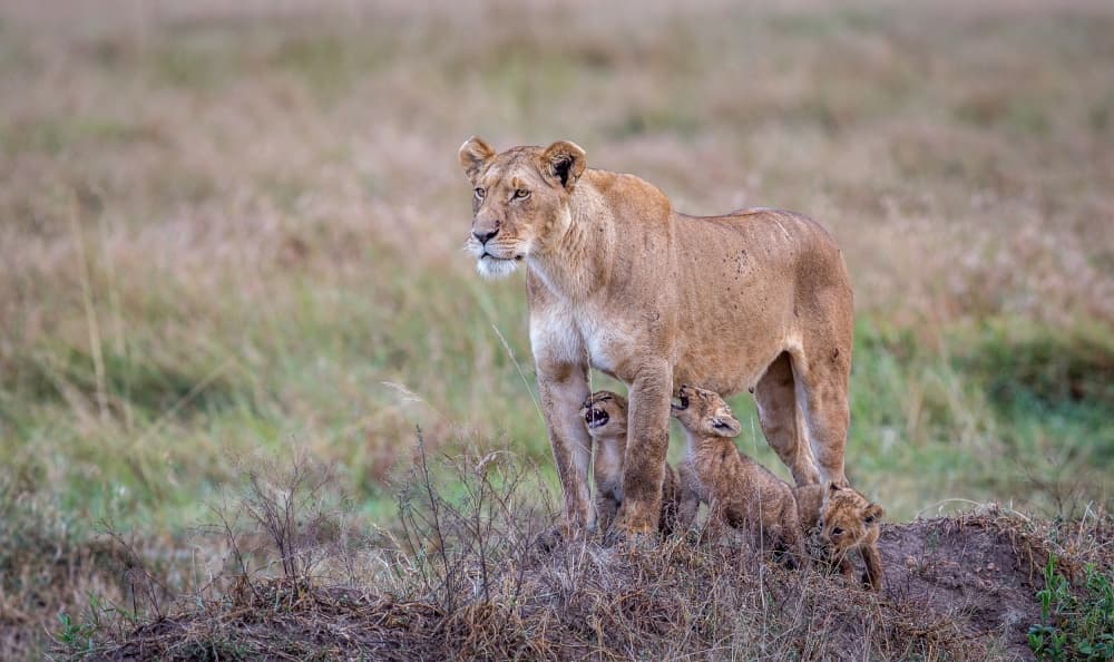 African Lion Family by Jeffrey C. Sink — canvas wall art