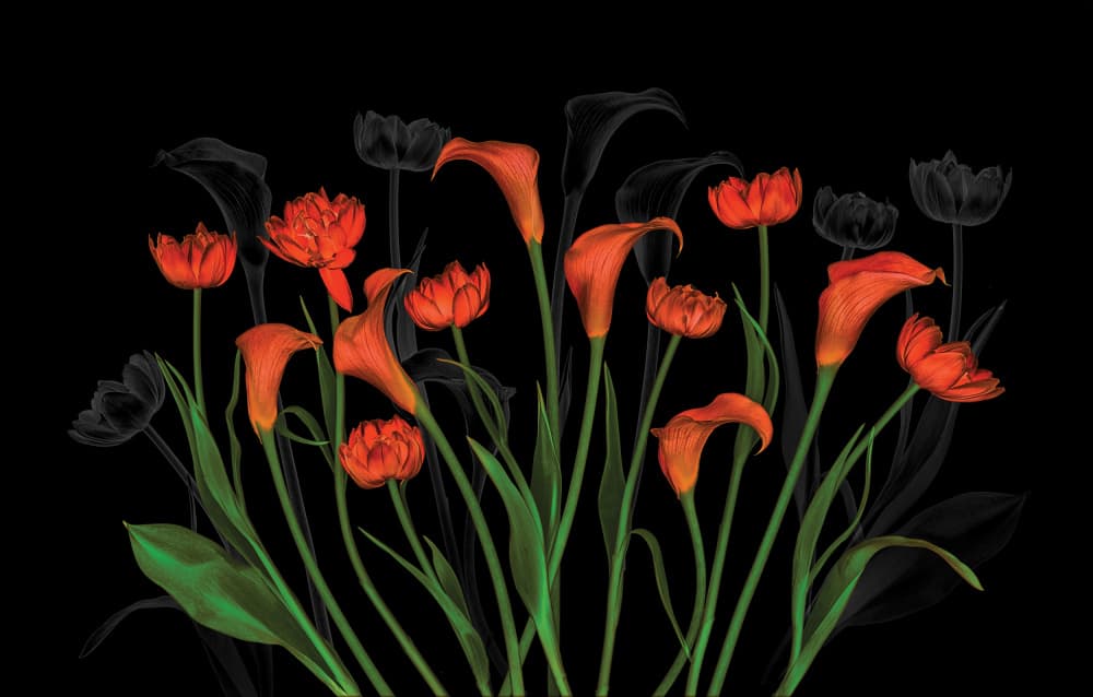 Orange Calla Tulip Garden by Lydia Jacobs — canvas wall art
