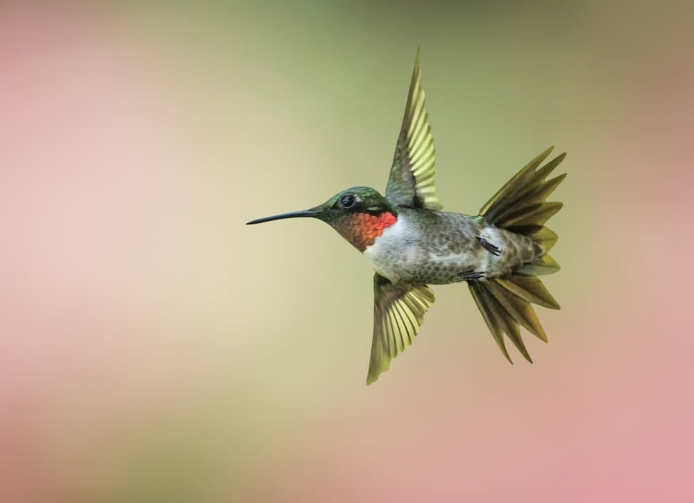 Ruby-Throated Hummingbird by Tao Huang — canvas wall art