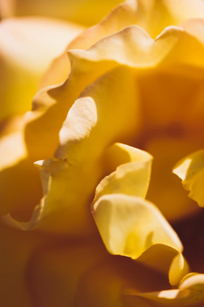 Warm Golden Petals by Javier Pardina — canvas wall art