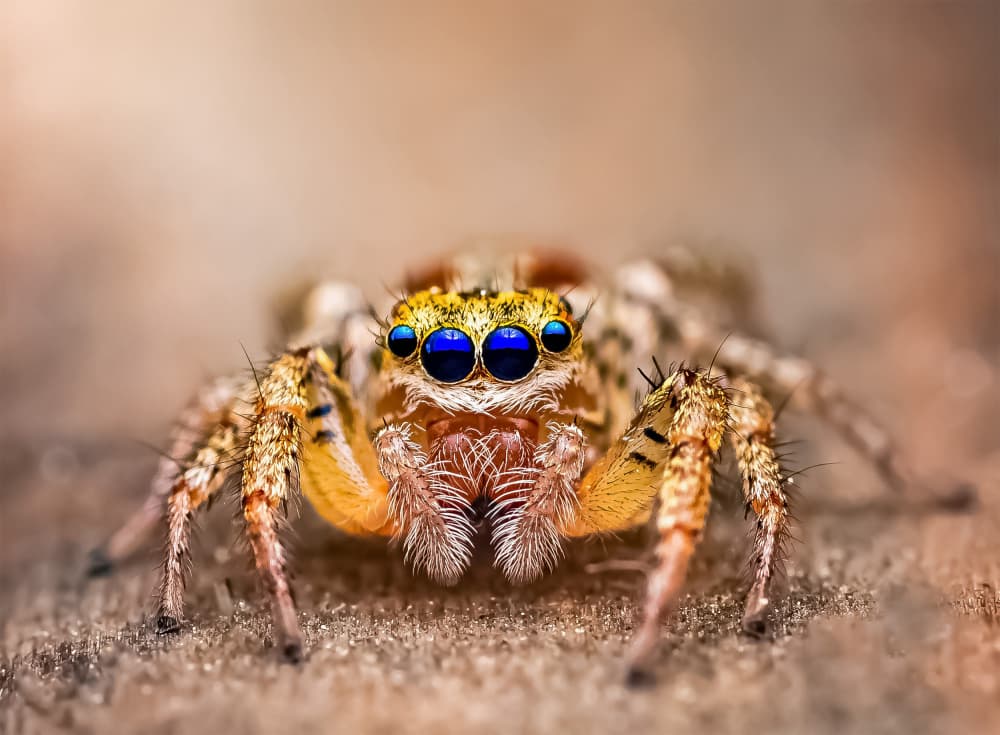 Blue-Eyed Jumping Spider by Atul Saluja — canvas wall art