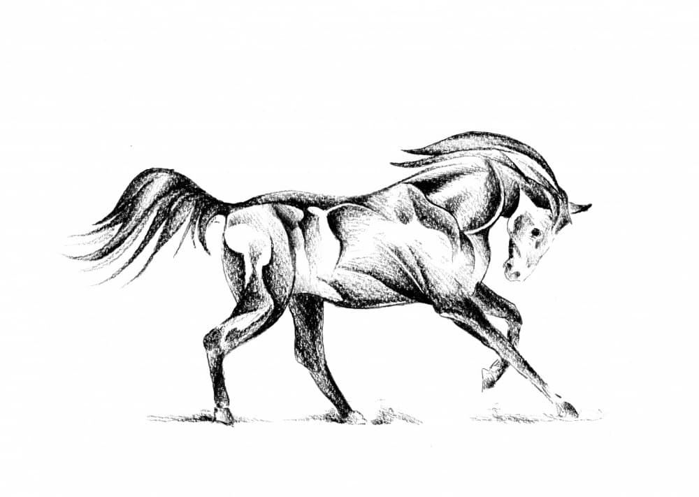 Stylized Horse Drawing by Kulik — canvas wall art