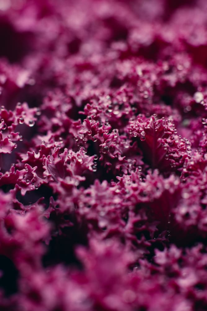 Vibrant Purple Leaves by Javier Pardina — canvas wall art